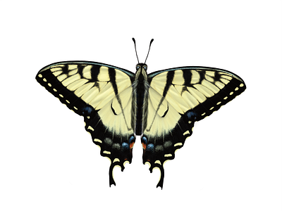 Swallowtail Butterfly