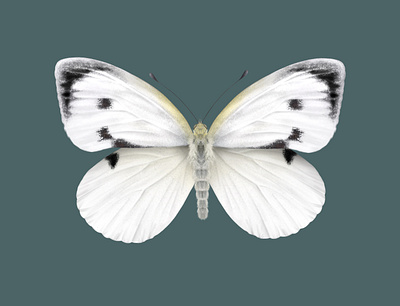 Cabbage White Butterfly art butterfly entomology illustration nature procreate procreate app science science illustration technical drawing technical illustration