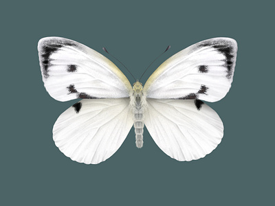 Cabbage White Butterfly