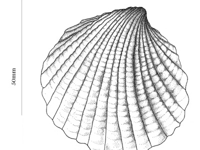 Stippled Bivalve