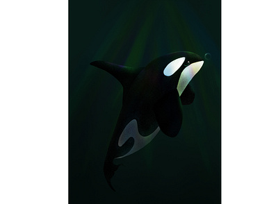 Orca illustration killer whale orca procreate procreate app procreate art whale