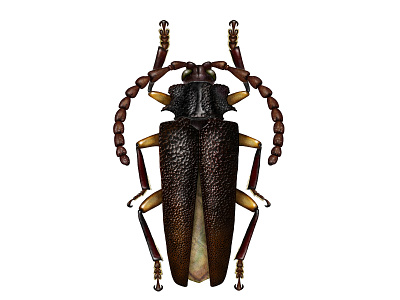 Beetle Elateropsis art beetle entomology illustration nature photoshop science science illustration technical drawing technical illustration