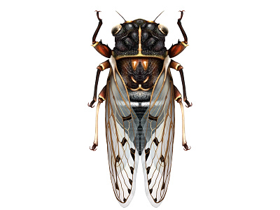 Sand Grinder Cicada