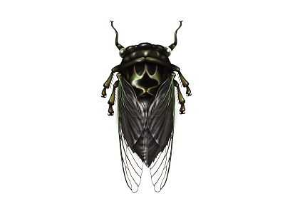 Cicada art cicada entomology illustration insect nature procreate procreate app science science illustration technical drawing technical illustration