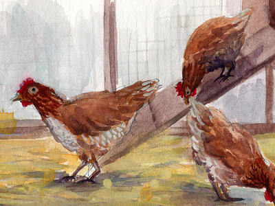 Chickens! illustration sketch watercolor