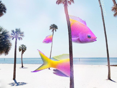 Rainbow fishes adobe art beach collage edit fish nature photomanipulation photoshop rainbow summer