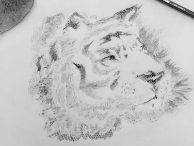 Drawing white black pencil pen nature drawing challenge cute tiger animals animal illustrator illustration traditionnal dessin drawing