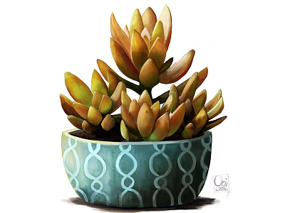 Succulent Study digital painting drawing illustration painting photoshop plant