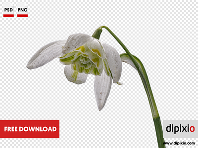 Snowdrop (Galanthus nivalis) flower free freebie photo
