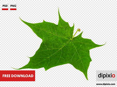 Maple leaf dipixio free photo freebie