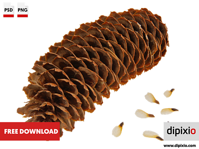 Spruce cone with seeds affinityphoto dipixio freebie freedownload freeimages freephoto luminar2018 photo photography photos pic