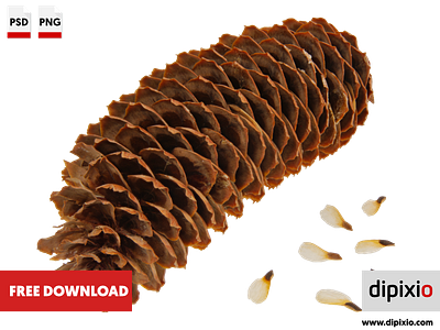 Spruce cone with seeds