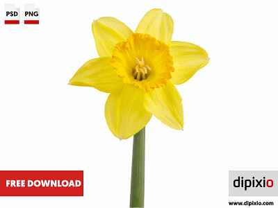 Yellow daffodil (Narcissus)