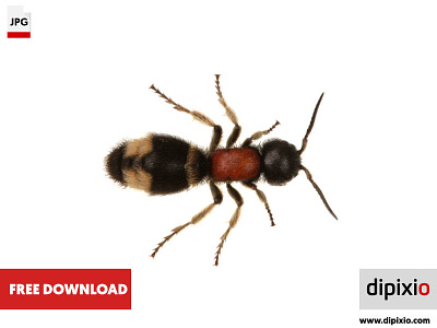 Parasitoid wasp (Mutilla europaea)