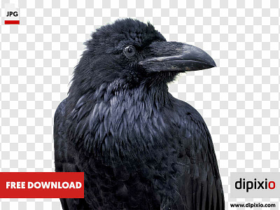 Portrait of Common raven (Corvus corax)