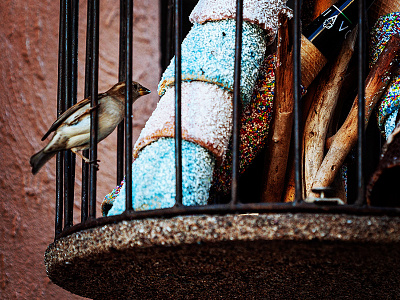 Bird out of cage bird cage ice cream