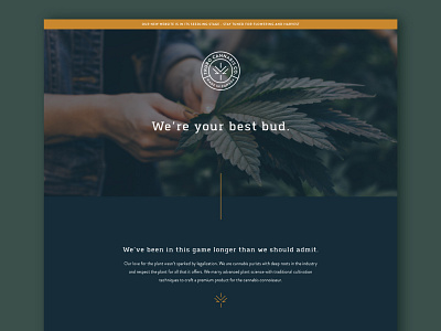 Truro Cannabis - Landing Page Design design ui web website