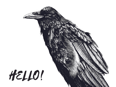 Raven bird bw crow drawing illustration raven