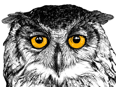 owl animals bird birds eyes illustration owl owls