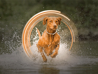 Activyl Protector Band animal animal health animation campaign canine dog gif health motion photoshop rings visuals