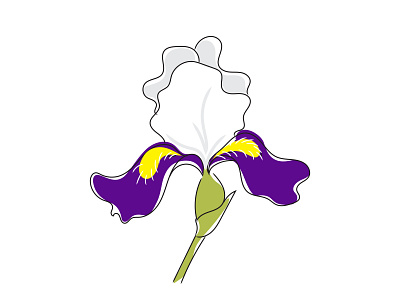 Vector realistic illustration of Iris flower