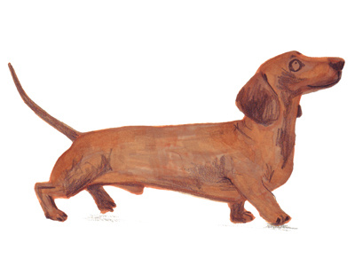 Dachshund Illustration animal dachshund dog illustration sausage