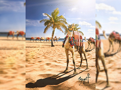 Beauty is not a duty adobe art behance camel desert digital eye palm photomanipulation photoshop surreal