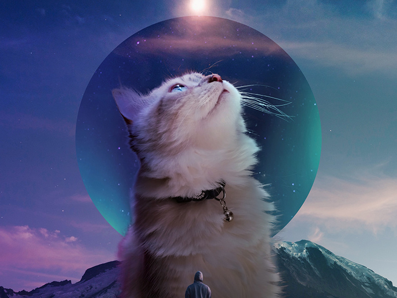 Monkey CAT blue adobe clouds mountain man stars light cat art design surreal photomanipulation digital photoshop
