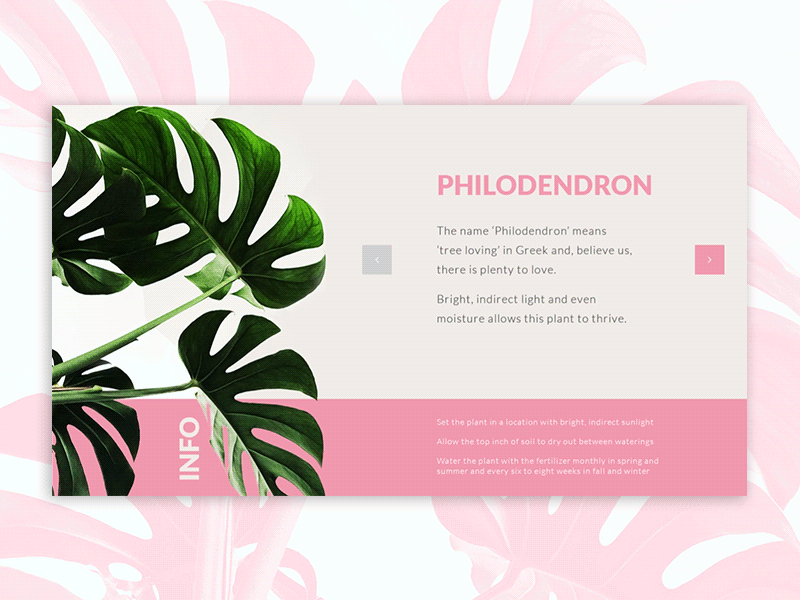 Web for Plants ui design layout web design ux ui ui simple after effects animation