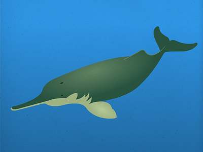 Endangered 07 Indusriverdolphin 800 100dayproject 100endangeredspecies endangeredspecies illustration the100dayproject
