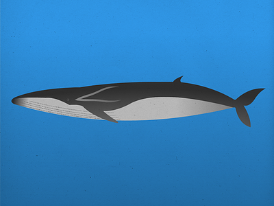 Endangered 08 Fin Whale 100dayproject 100endangeredspecies endangeredspecies illustration the100dayproject