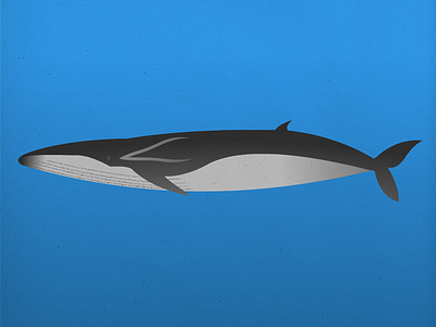 Endangered 08 Fin Whale 100dayproject 100endangeredspecies endangeredspecies illustration the100dayproject