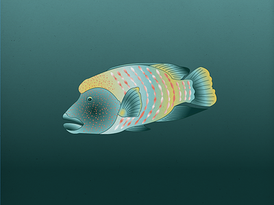 Endangered 09 Humphead Wrasse 100dayproject 100endangeredspecies endangeredspecies illustration the100dayproject