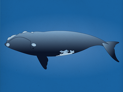 Endangered 10 North Atlantic Right Whale 100dayproject 100endangeredspecies endangeredspecies illustration the100dayproject