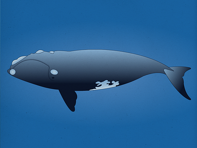 Endangered 10 North Atlantic Right Whale