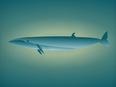 Endangered 11 Sei Whale 100dayproject 100endangeredspecies endangeredspecies illustration the100dayproject