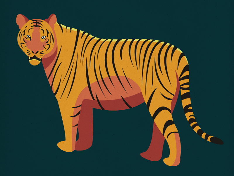 Endangered 25 Tiger by Sara Wade on Dribbble
