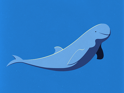 Endangered 26 Irrawaddy Dolphin 100dayproject 100endangeredspecies endangeredspecies illustration the100dayproject