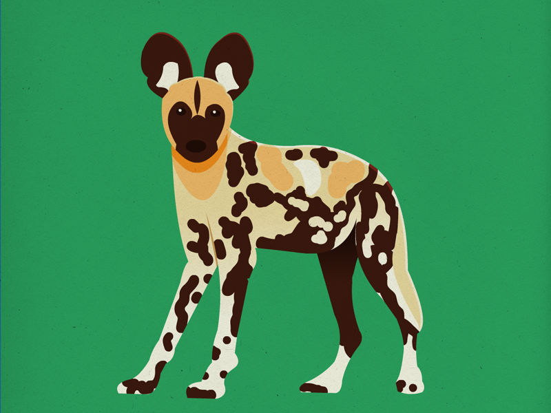 Endangered 27 African Wild Dog by Sara Wade on Dribbble