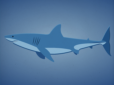 Endangered 29 Great White Shark 100dayproject 100endangeredspecies endangeredspecies illustration the100dayproject