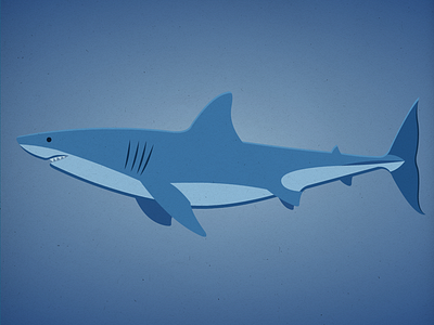 Endangered 29 Great White Shark