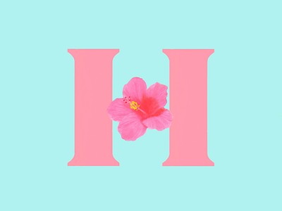 Hibiscus. #36daysoftype 36 days of type flora flower hibiscus home letter pop tea