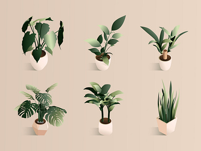 Isometric plant set in modern pot. 3d art bush design ficus green herbs illustration indoor isometric leaf natural organic plant pot set vector