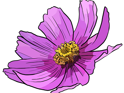 Pink flower illustration apple drawing flower illustration