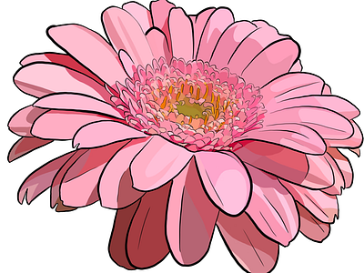 Pink gerbera design fauna floral flower gerbera illustration