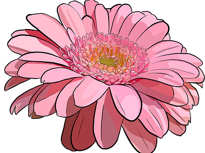 Pink gerbera