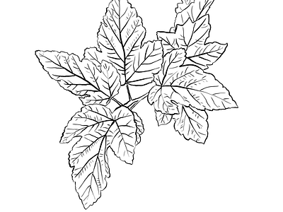 Leaf illustration ready for colouring drawing flower illustration ipad leaf