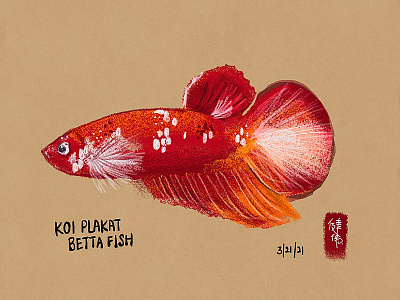 Betta Koi Fish betta digital illustration digital painting doodle koi sketch