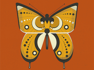 Butterfly butterfly graphic graphicdesign illustrate illustration vector vectorart