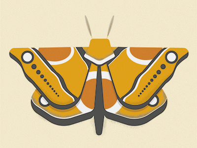 Moth graphicdesign illustration illustrator moth vectorart